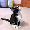 Thumbnail photo of Juniper #3