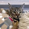 Thumbnail photo of Rambi #4