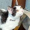 Thumbnail photo of Pixel #1