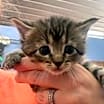 Thumbnail photo of Nova #2