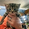 Thumbnail photo of Nico #2