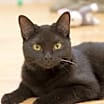 Thumbnail photo of Kipper #1