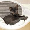 Thumbnail photo of Kipper #2