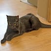 Thumbnail photo of Kipper #4