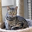 Thumbnail photo of Trixie #3