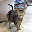 Thumbnail photo of Trixie #4