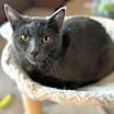 Thumbnail photo of Coal #1