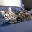 Thumbnail photo of Cj #1