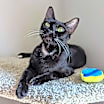 Thumbnail photo of Tinkerbell (Peter Pan Litter) #1