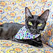 Thumbnail photo of Tinkerbell (Peter Pan Litter) #2