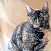 Thumbnail photo of Marmie #1