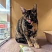 Thumbnail photo of Marmie #2