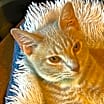 Thumbnail photo of Zappa aka Zappy #1