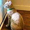 Thumbnail photo of Zappa aka Zappy #3