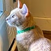 Thumbnail photo of Zappa aka Zappy #4