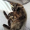 Thumbnail photo of Milo #1