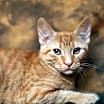 Thumbnail photo of Kitch (FeLV+) #1