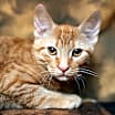 Thumbnail photo of Kitch (FeLV+) #2