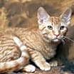 Thumbnail photo of Kitch (FeLV+) #3