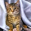 Thumbnail photo of Little Foot #4