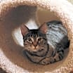 Thumbnail photo of Rebel #1