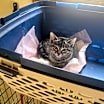 Thumbnail photo of Rebel #2