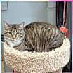 Thumbnail photo of Gracie (Mom of grey litter) #1