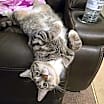Thumbnail photo of Gracie (Mom of grey litter) #2