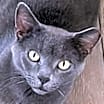 Thumbnail photo of Little Grey - Beautiful Boy #1