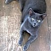Thumbnail photo of Little Grey - Beautiful Boy #2