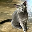 Thumbnail photo of Little Grey - Beautiful Boy #3