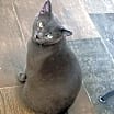 Thumbnail photo of Little Grey - Beautiful Boy #4
