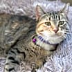 Thumbnail photo of Bella (158) #4