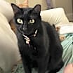 Thumbnail photo of SHADOW #1