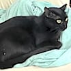 Thumbnail photo of SHADOW #2
