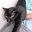 Thumbnail photo of SHADOW #3