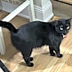 Thumbnail photo of SHADOW #4