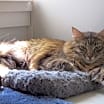 Thumbnail photo of Bela #1