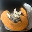 Thumbnail photo of Striper #1