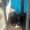 Thumbnail photo of Raven (Kitty) #2