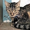 Thumbnail photo of Pootie #2