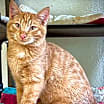 Thumbnail photo of Felix #1