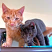 Thumbnail photo of Felix #2