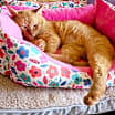Thumbnail photo of Cheetoes #1