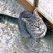 Thumbnail photo of Grouch #3