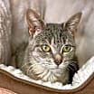 Thumbnail photo of Grouch #4