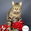 Thumbnail photo of Prissy #1