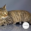 Thumbnail photo of Prissy #2