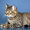 Thumbnail photo of Prissy #3