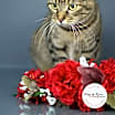 Thumbnail photo of Prissy #4